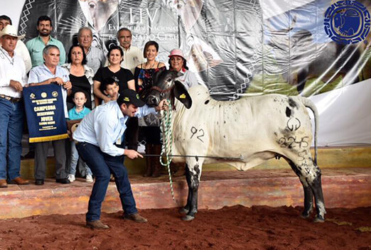 sardo negro de alta confiabilidad