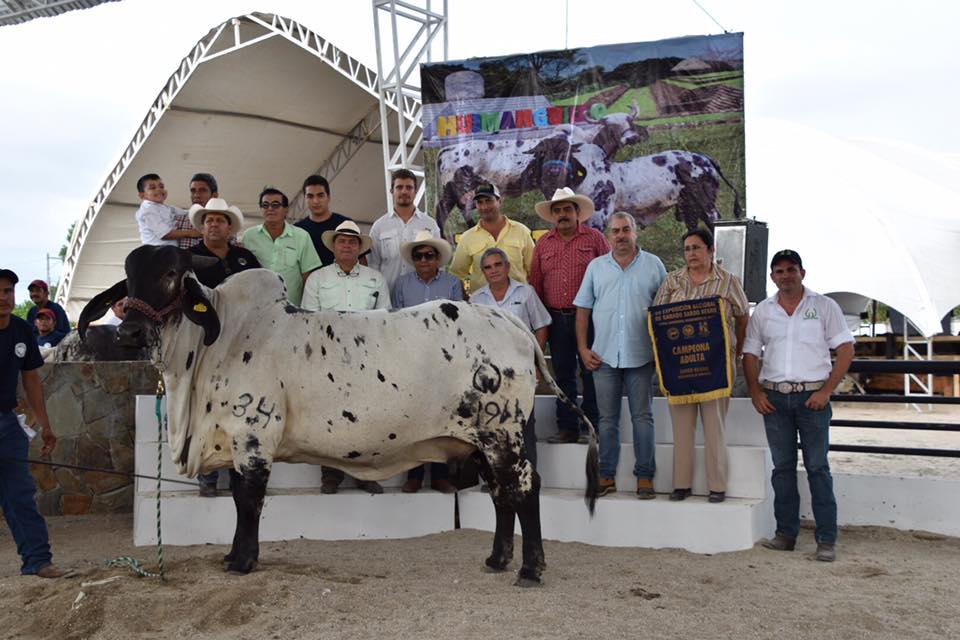 sardo negro de alta confiabilidad