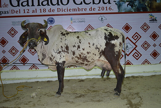 sardo negro de alta confiabilidad