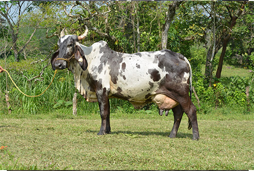 sardo negro de alta confiabilidad