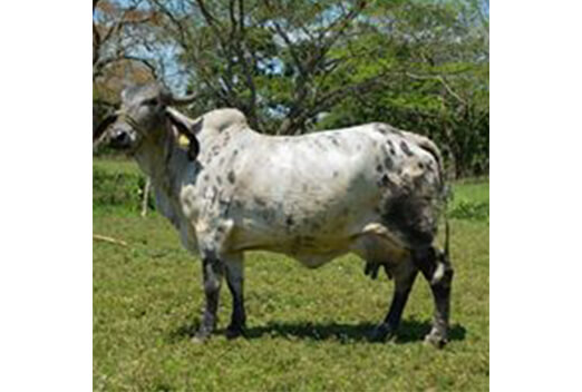 sardo negro de alta confiabilidad