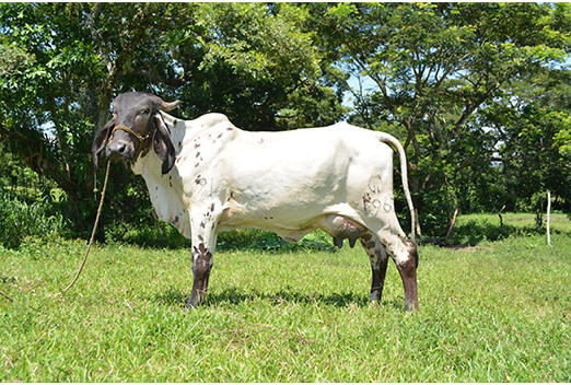 sardo negro de alta confiabilidad
