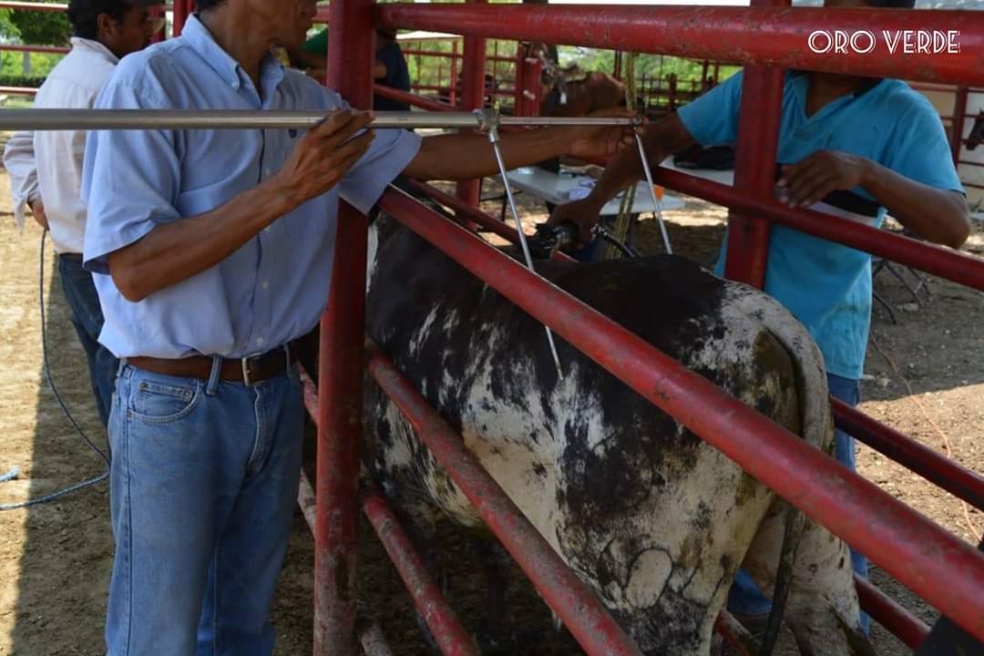 sardo negro de alta confiabilidad