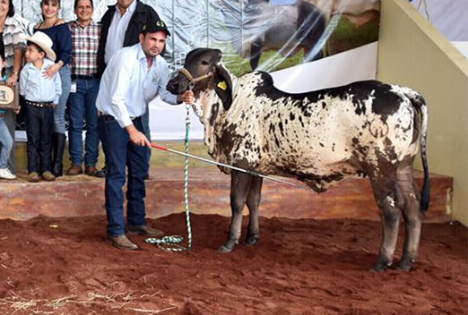 sardo negro de alta confiabilidad