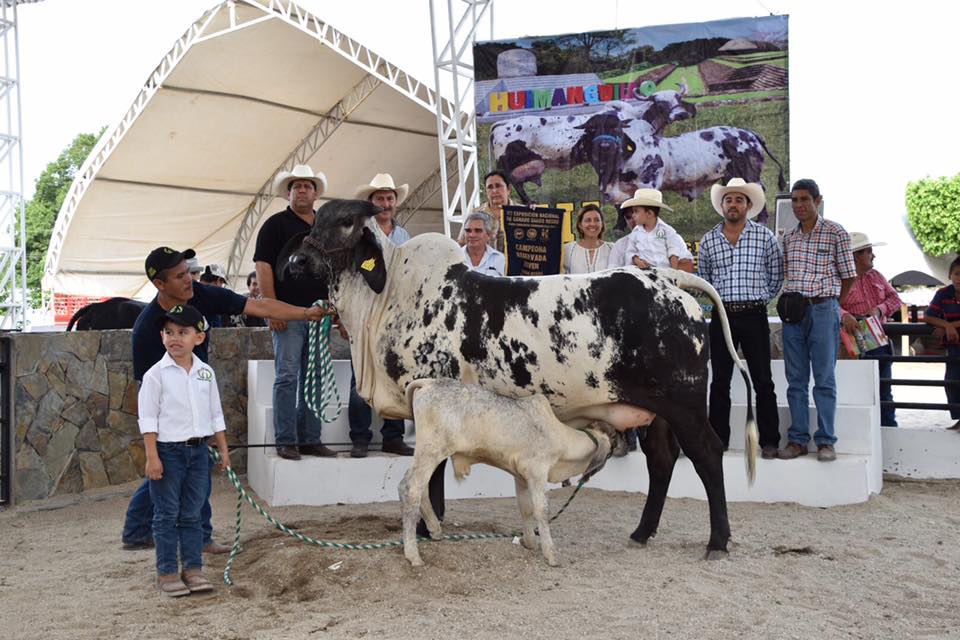 sardo negro de alta confiabilidad