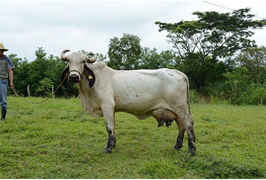 sardo negro de alta confiabilidad