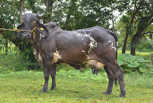 sardo negro de alta confiabilidad
