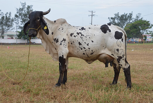 sardo negro de alta confiabilidad