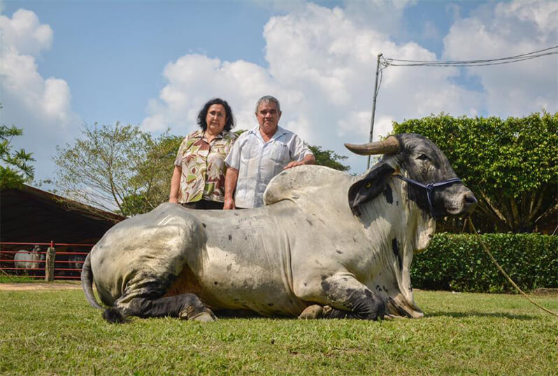 sardo negro de alta confiabilidad