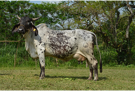 sardo negro de alta confiabilidad