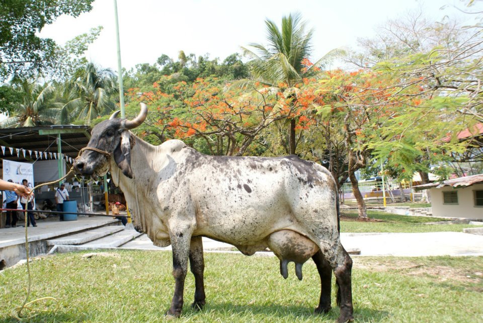 sardo negro de alta confiabilidad