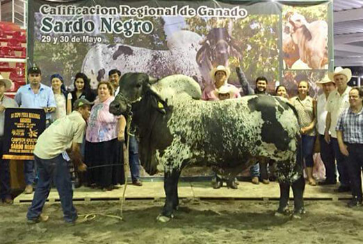 sardo negro de alta confiabilidad
