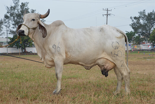 sardo negro de alta confiabilidad