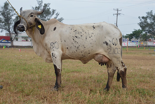 sardo negro de alta confiabilidad