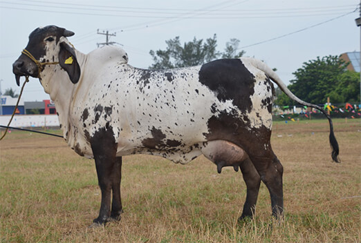 sardo negro de alta confiabilidad