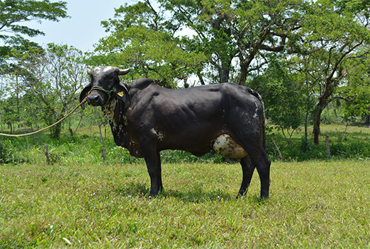 sardo negro de alta confiabilidad