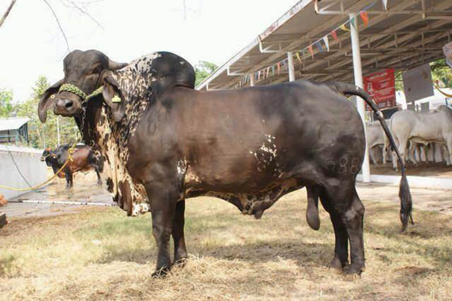 sardo negro de alta confiabilidad