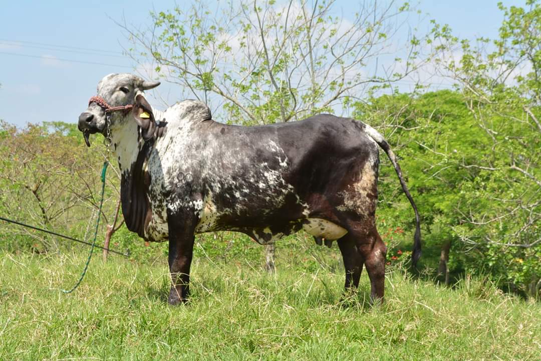 sardo negro de alta confiabilidad