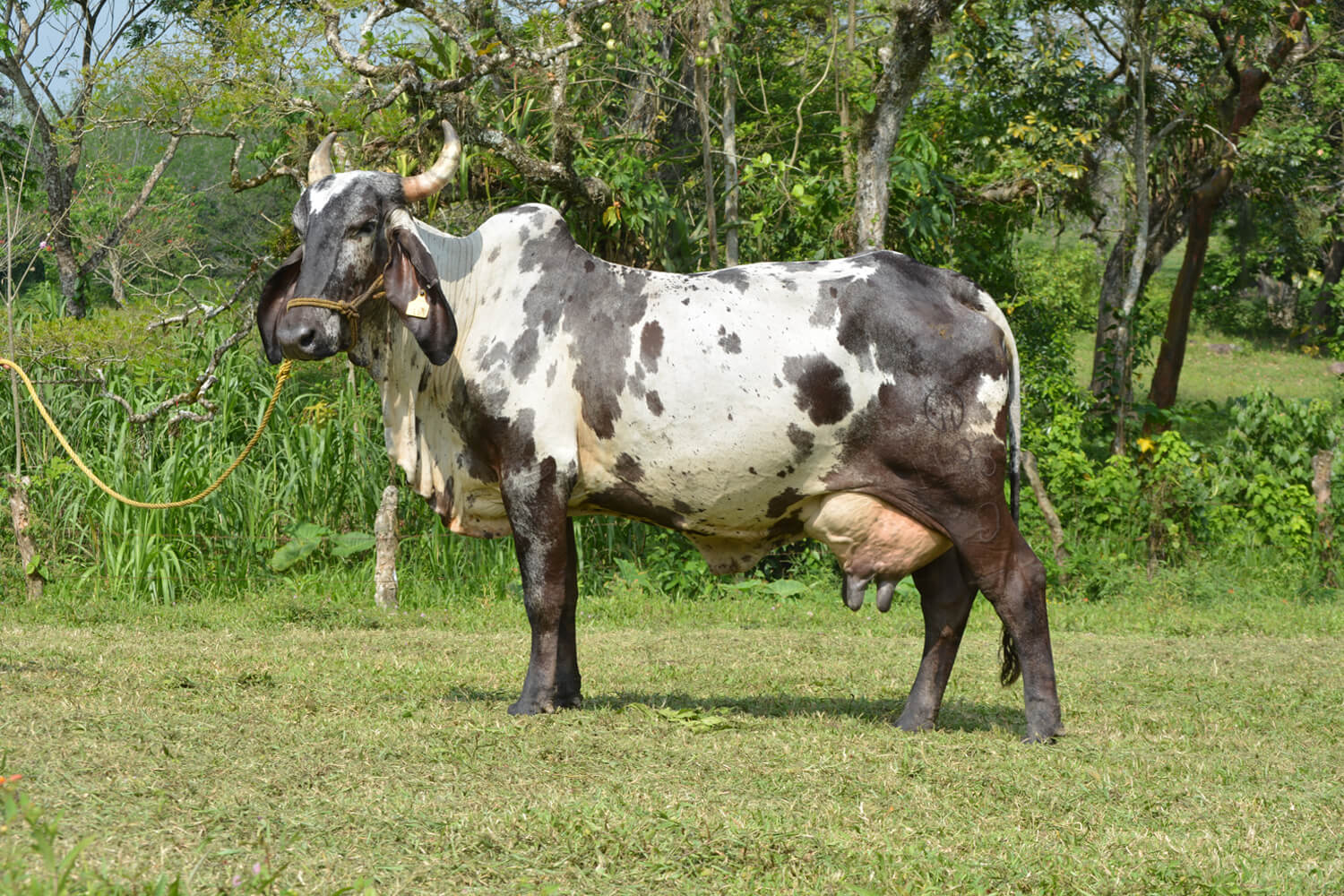 sardo negro de alta confiabilidad