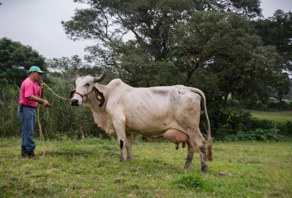sardo negro de alta confiabilidad