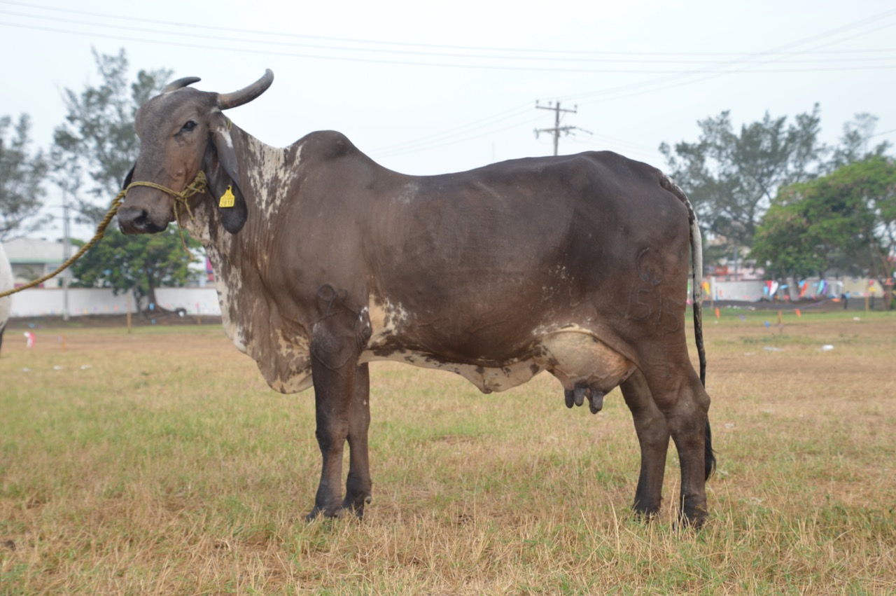 sardo negro de alta confiabilidad