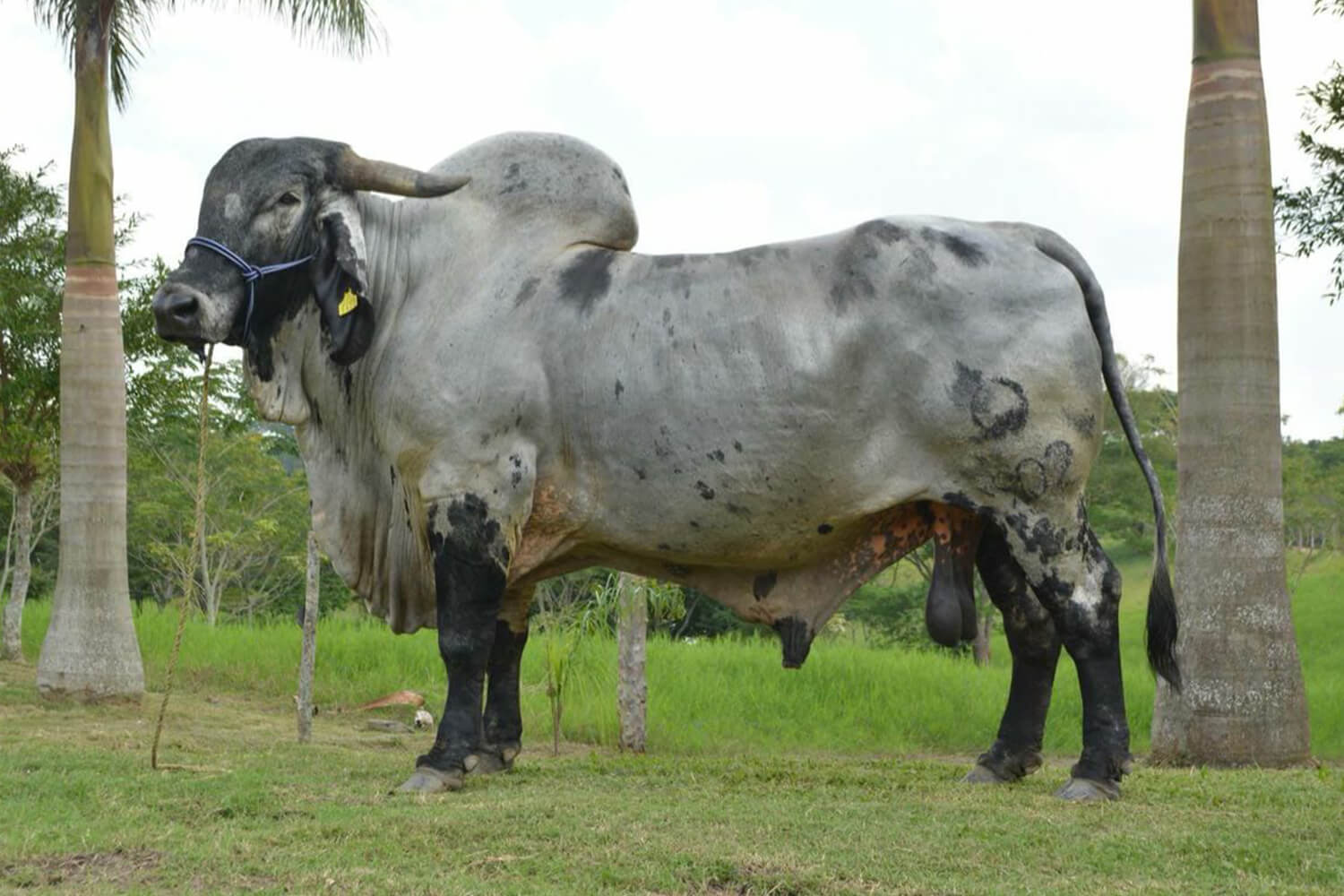 sardo negro de alta confiabilidad