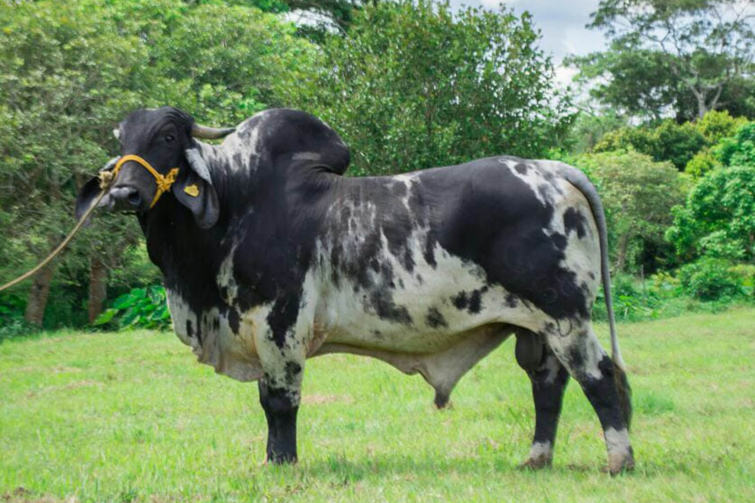 sardo negro de alta confiabilidad