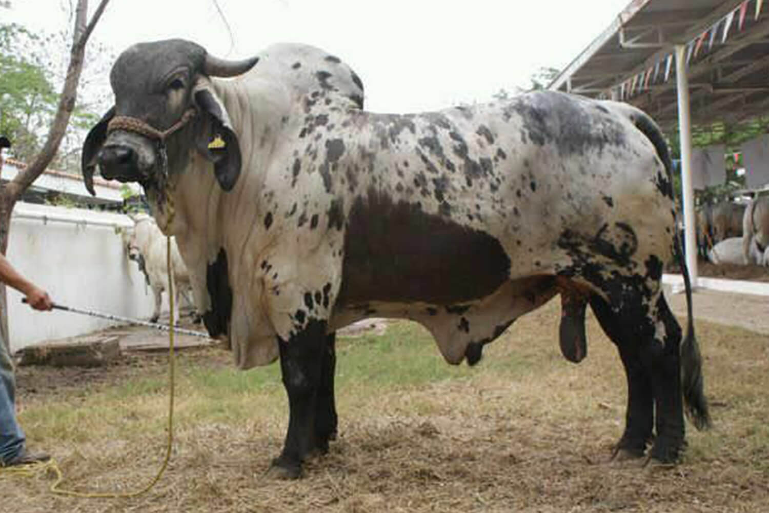 sardo negro de alta confiabilidad