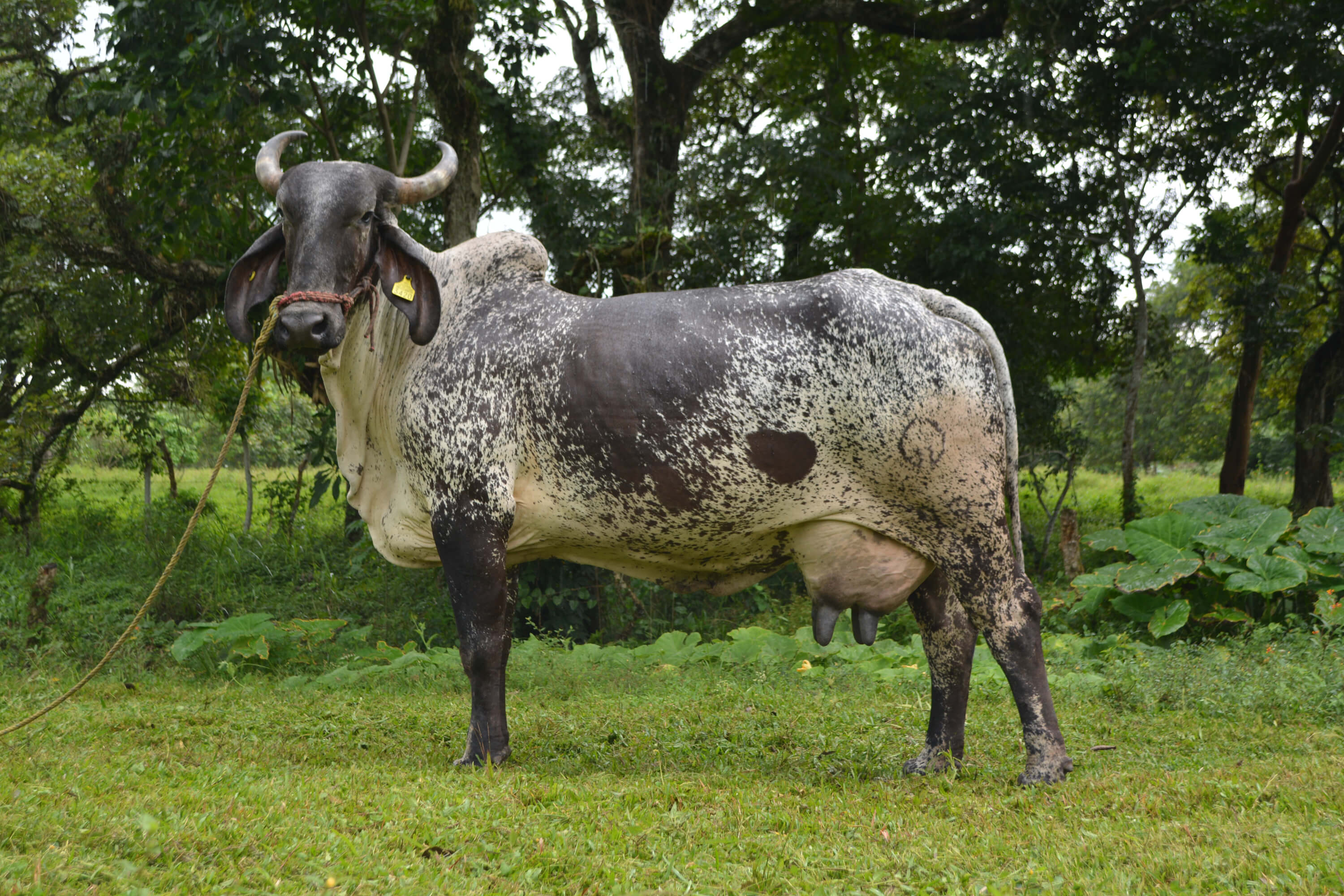 sardo negro de alta confiabilidad