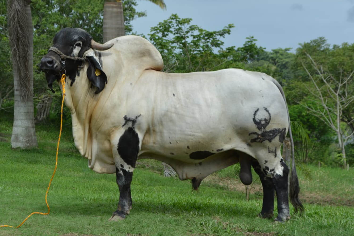sardo negro de alta confiabilidad