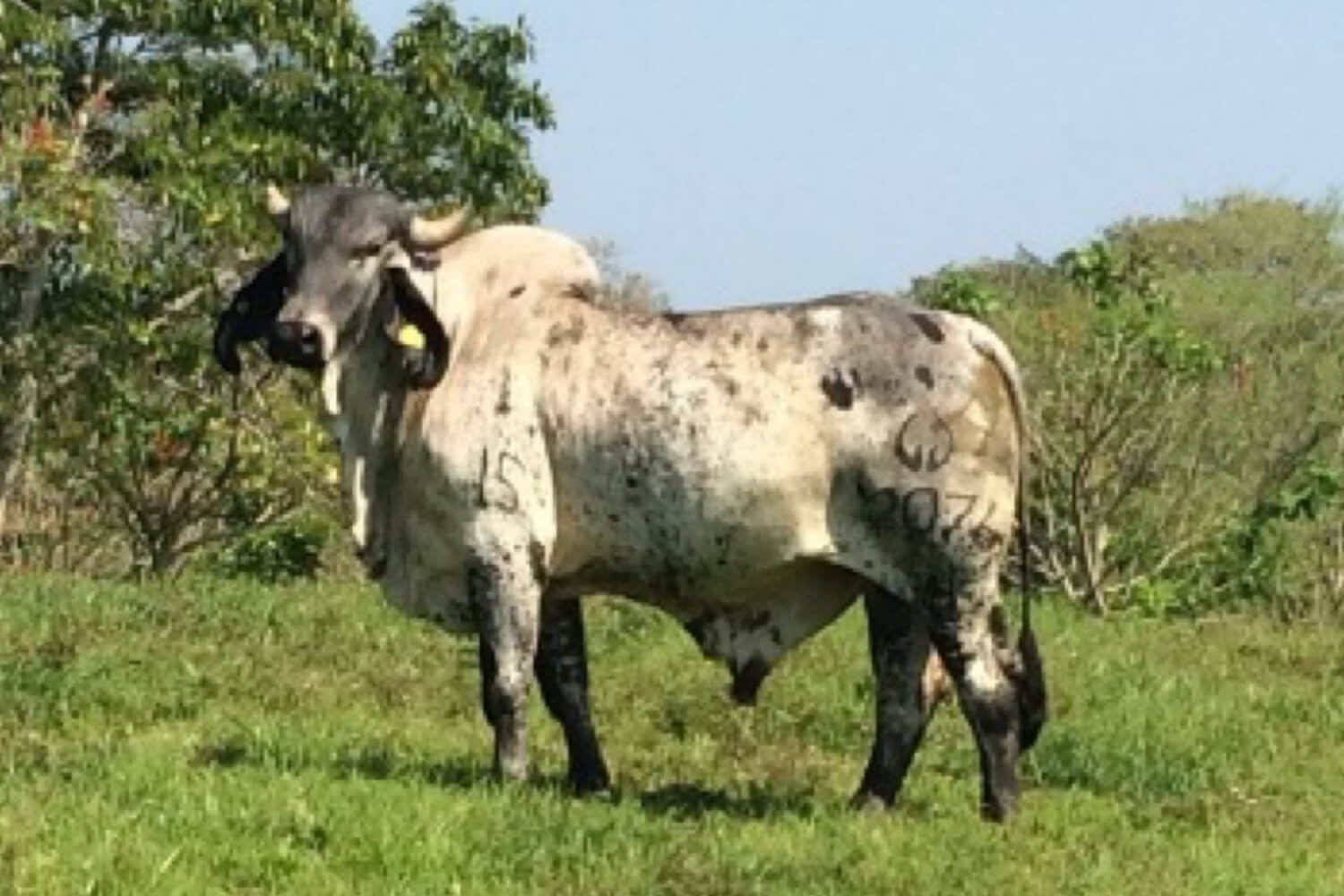sardo negro de alta confiabilidad