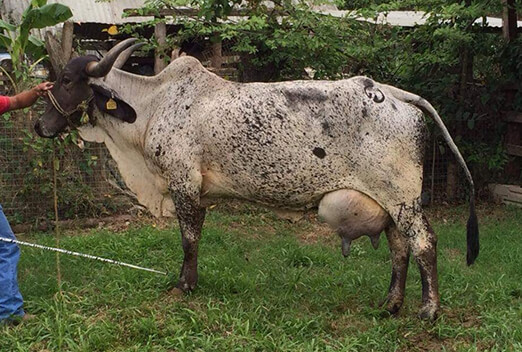 sardo negro de alta confiabilidad