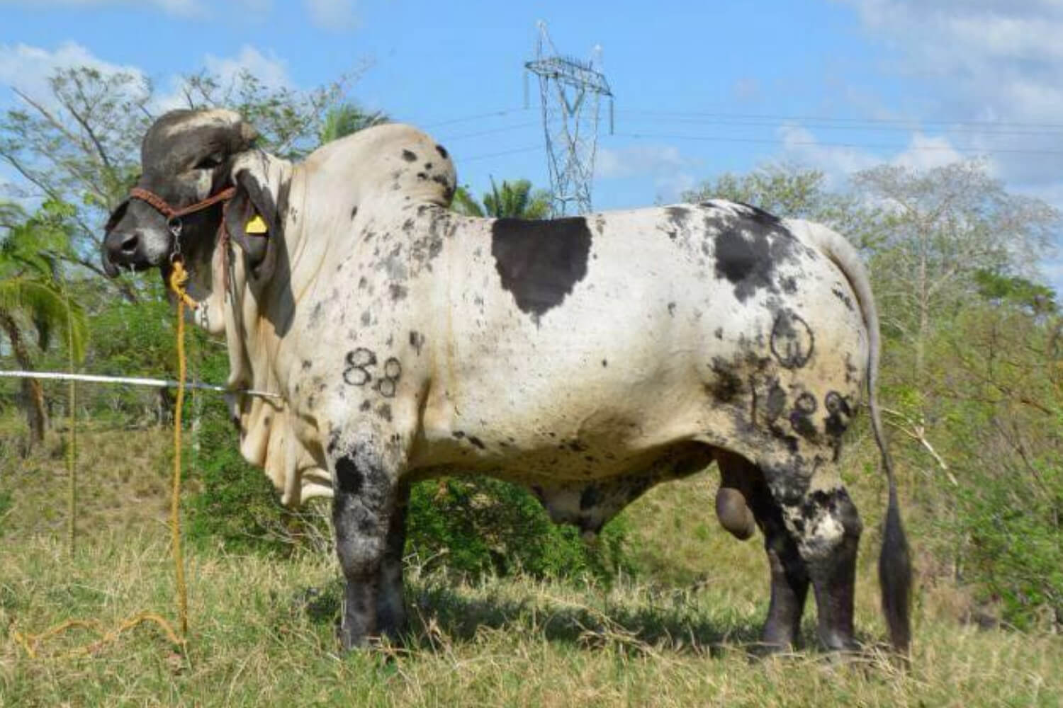 sardo negro de alta confiabilidad