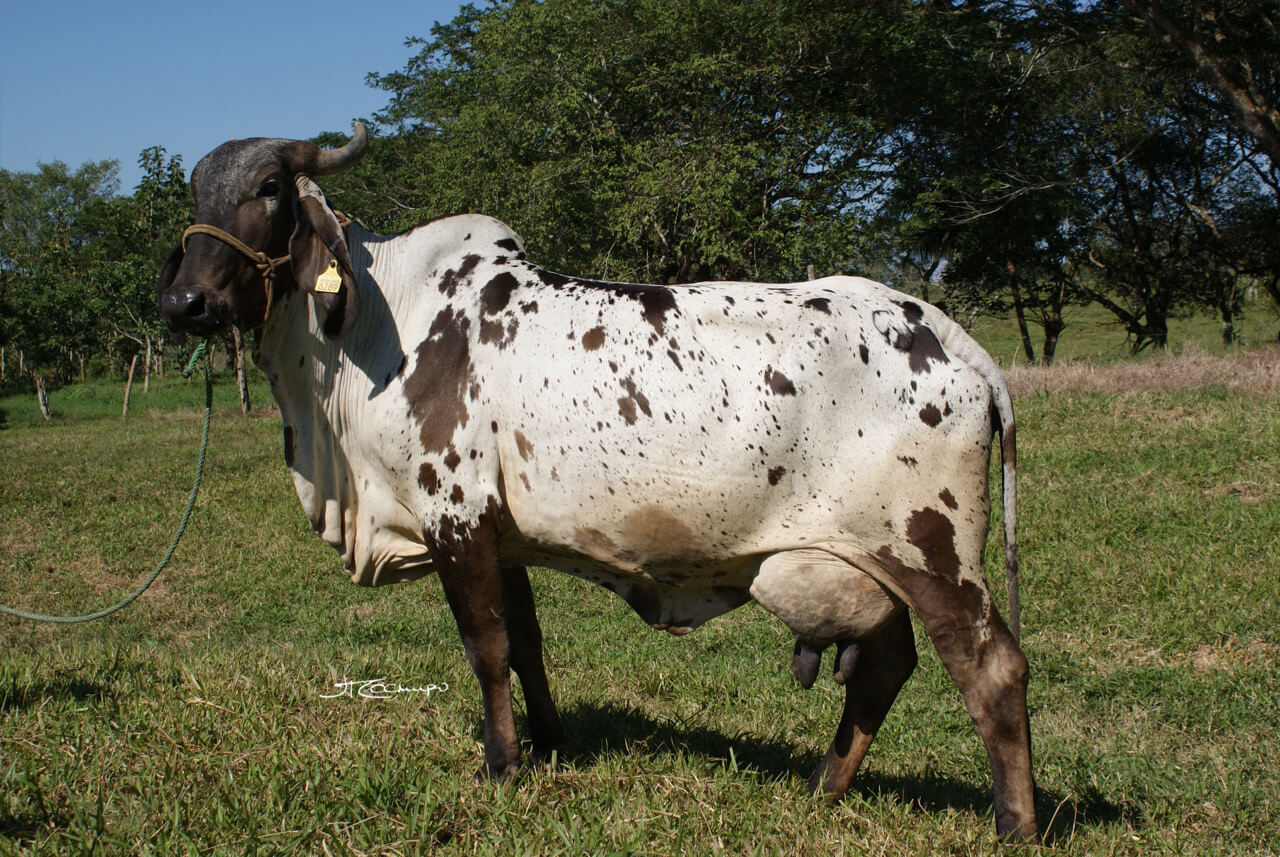 sardo negro de alta confiabilidad