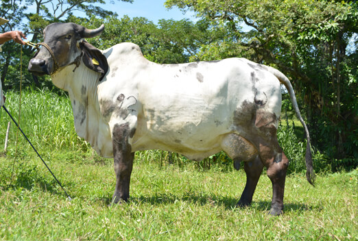 sardo negro de alta confiabilidad