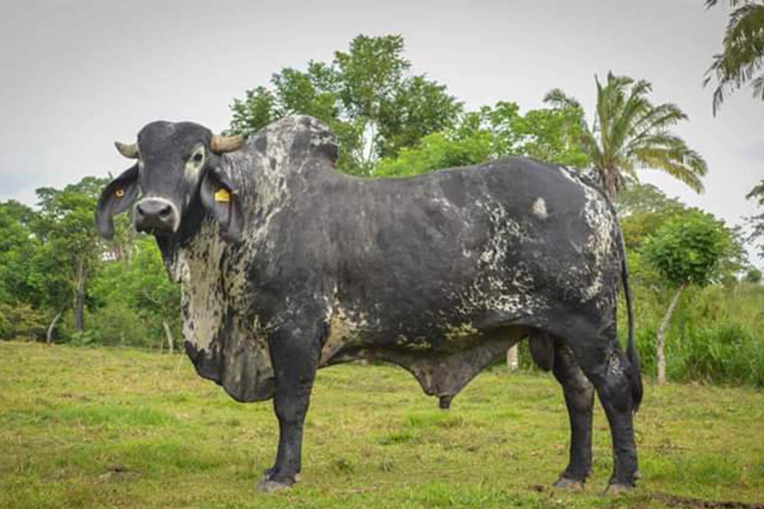Horses - Rancho El Marengo, image size:1500x1000