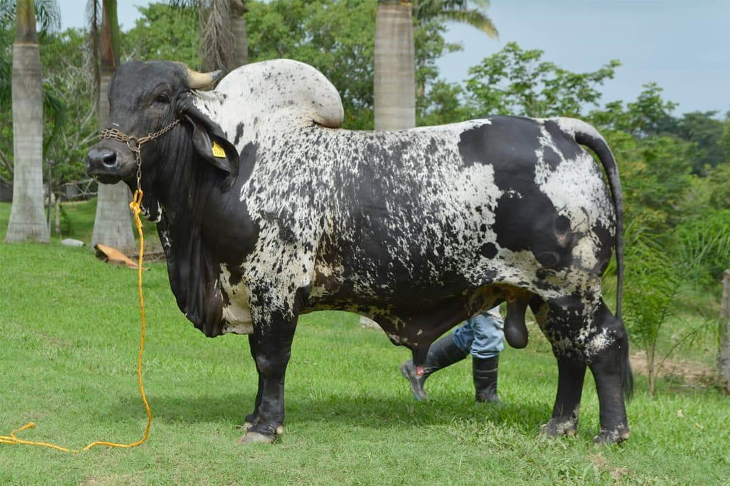 sardo negro de alta confiabilidad