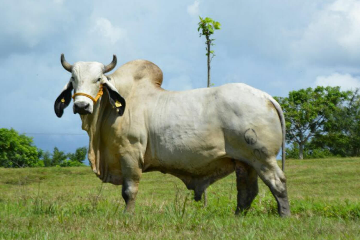 sardo negro de alta confiabilidad