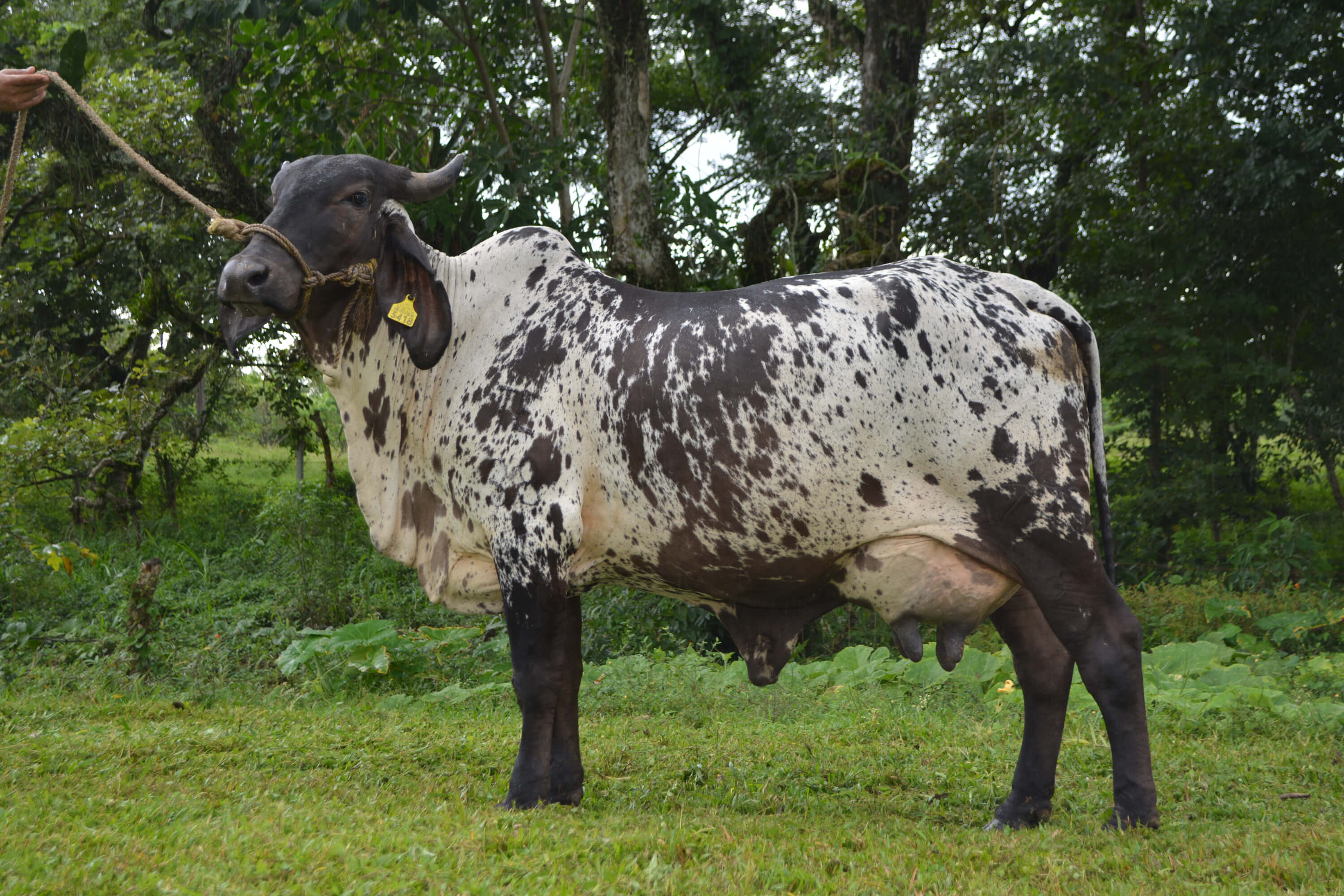 sardo negro de alta confiabilidad